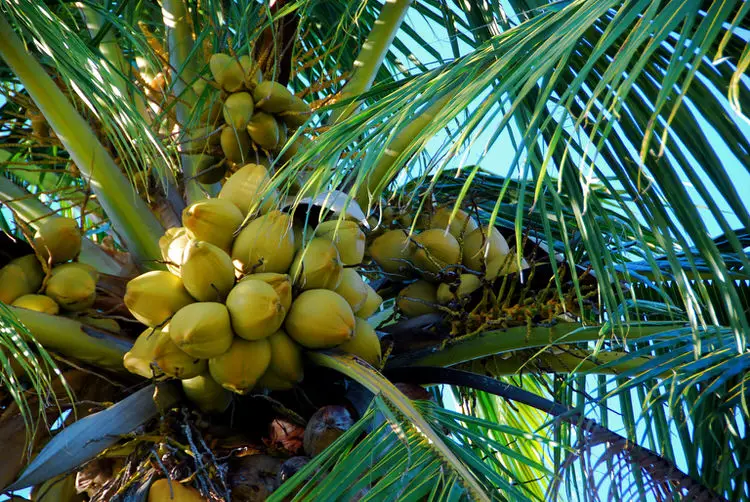 arboles frutales en El Salvador fotos cocos