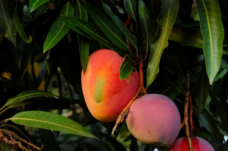 frutas en El Salvador mangos