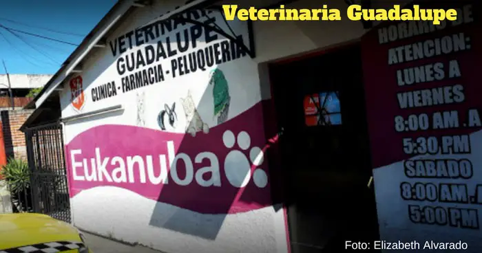 veterinaria guadalupe soyapango