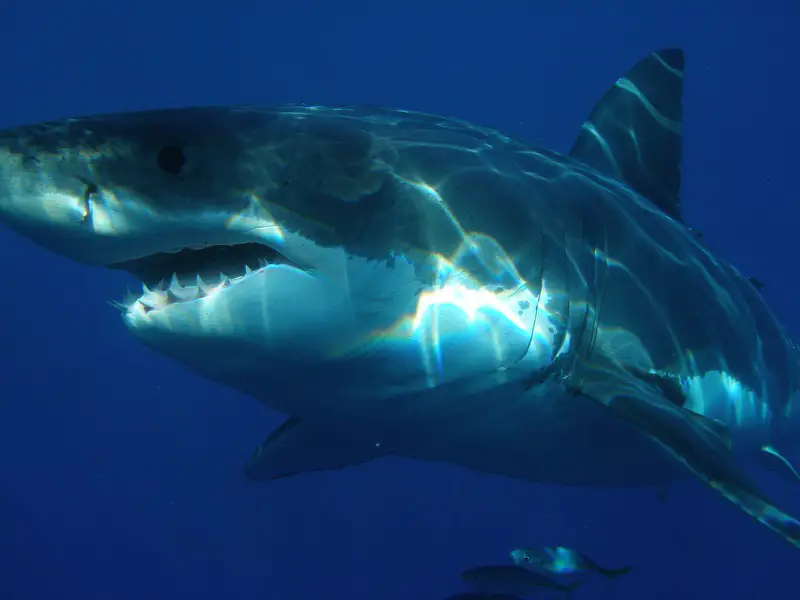ataques-de-tiburones-en-el-salvador