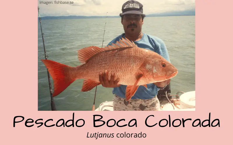 pescado-boca-colorada-lutjanus-colorado
