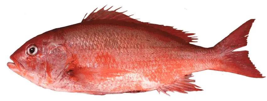 pescado-boca-colorada