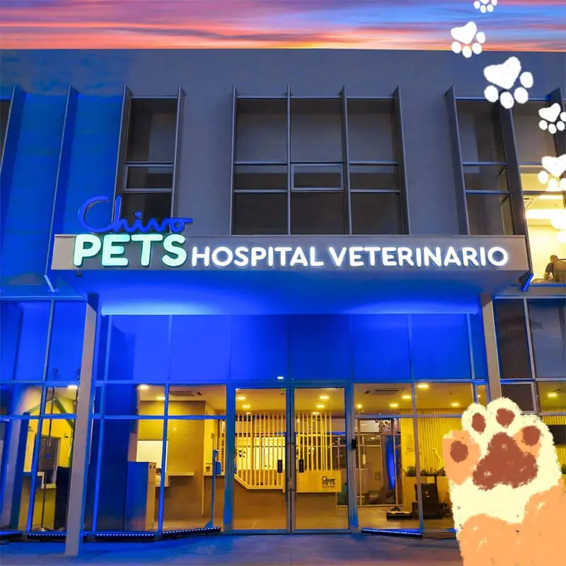 chivo-pets-hospital-veterinario-el-salvador