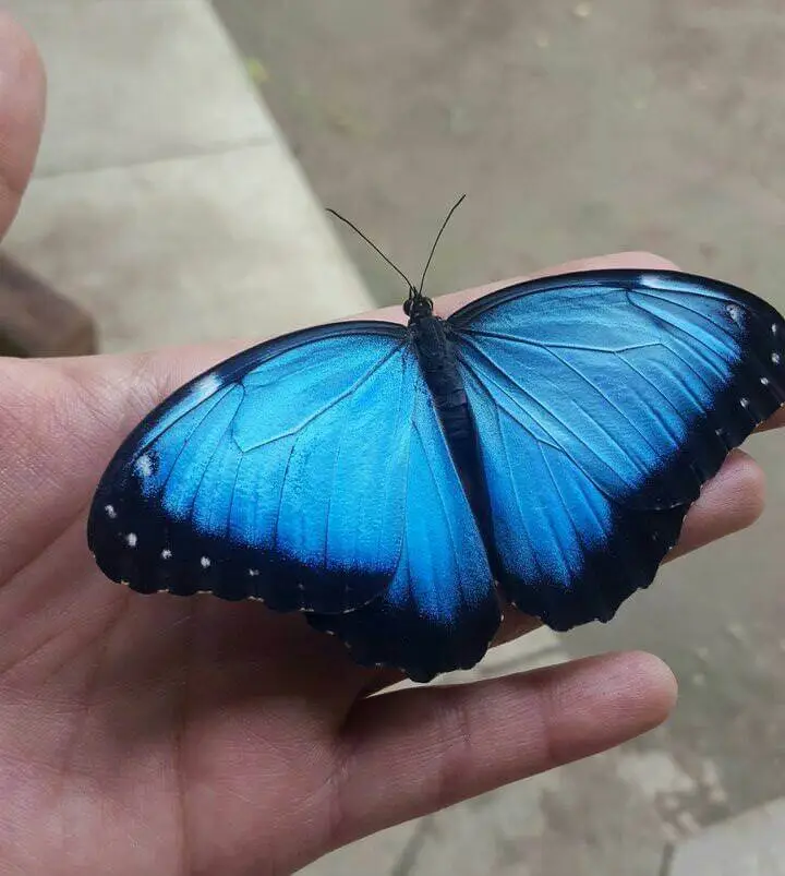 mariposa color azul y negro