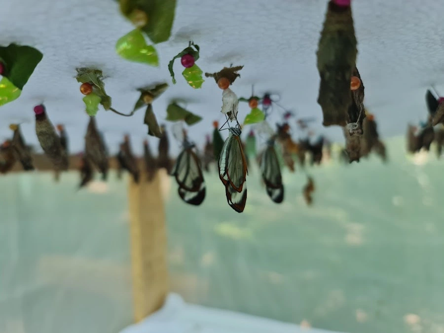 mariposas en mariposario en la ruta panoramica