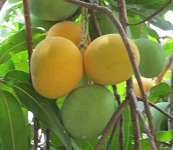 mango mechudo de El Salvador